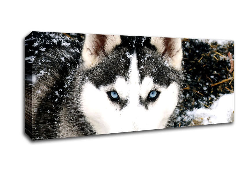 Siberian Husky Wolf Canvas Wall Art