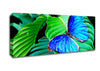 Stunning Blue Butterfly Canvas Wall Art
