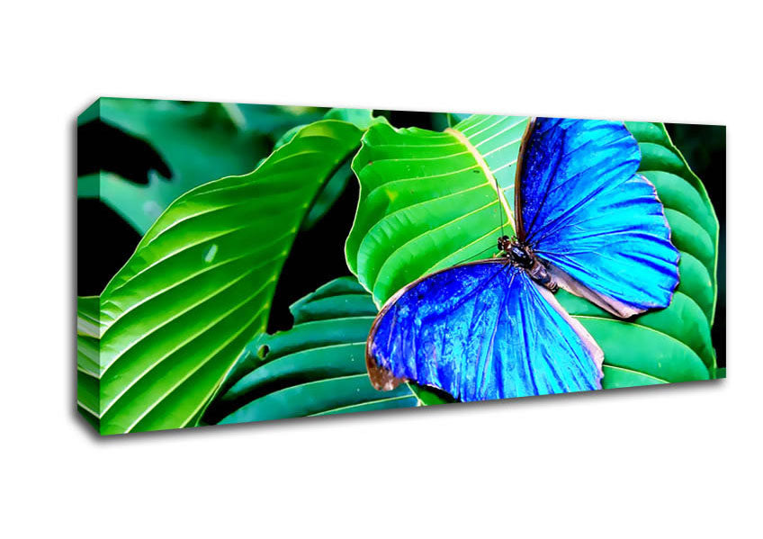 Stunning Blue Butterfly Canvas Wall Art