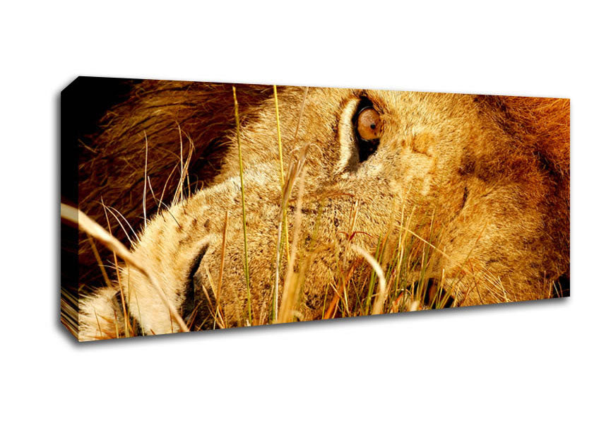 The Eye Of Lion Canvas Wall Art