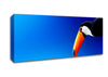 Tucan Beauty Canvas Wall Art