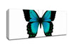 Turquoise Butterfly Wings Canvas Wall Art