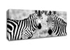 Zebra Twins Canvas Wall Art