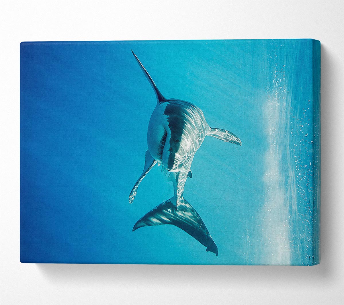 Shark Smile Canvas Wall Art