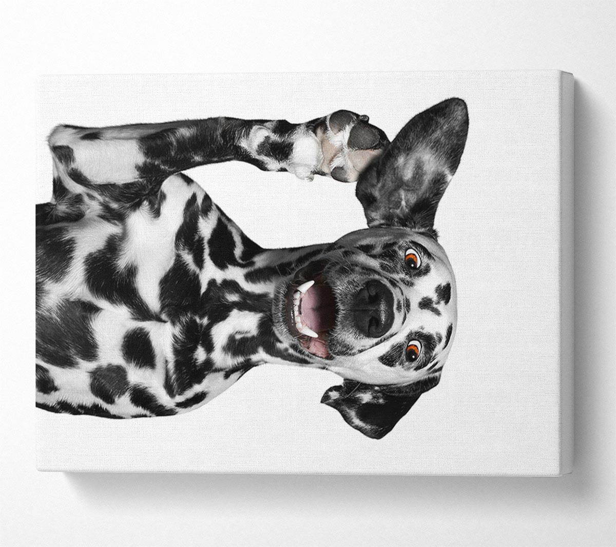 Dalmation Dog High Five Canvas Wall Art