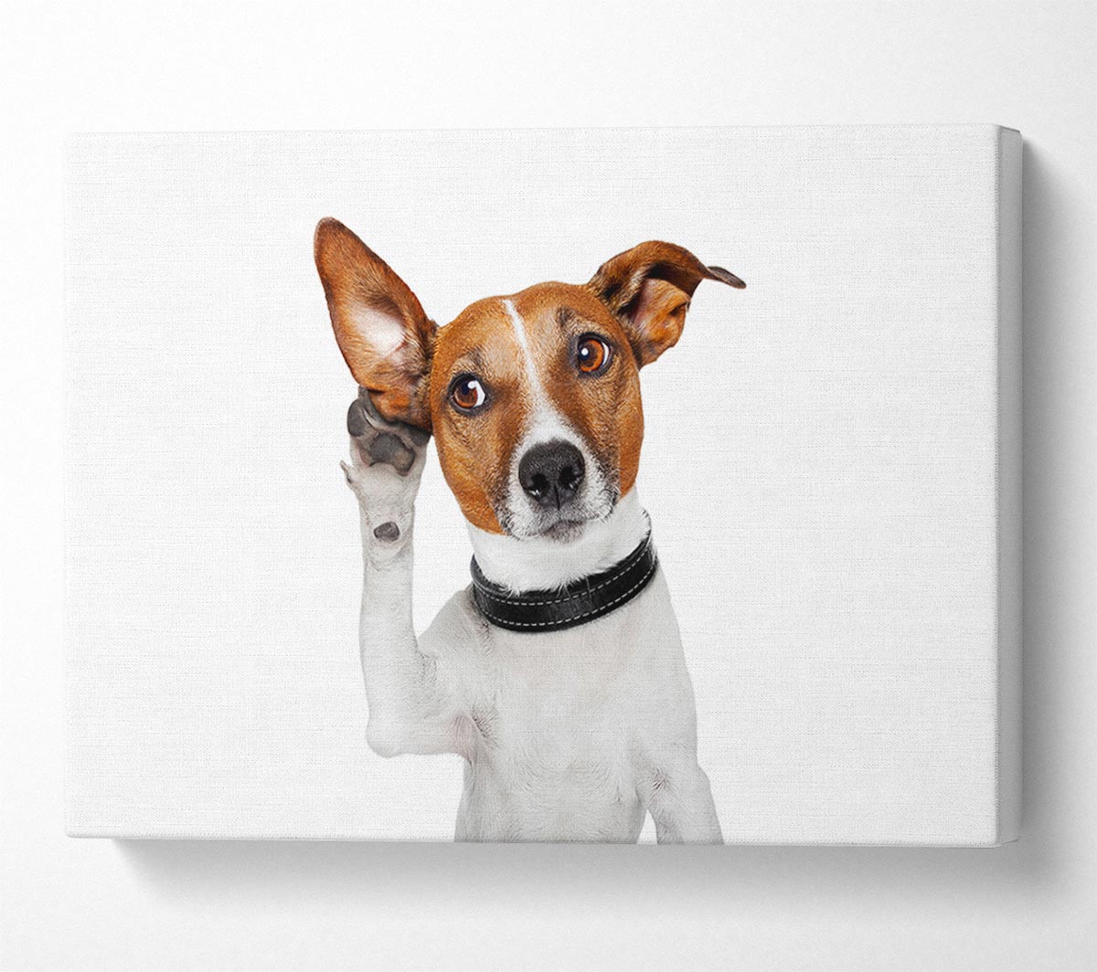 Jack Russell Dog Listen Canvas Wall Art