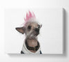 Chinese Crested Punk Dog Canvas Wall Art