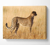 Cheetah Watch Canvas Wall Art