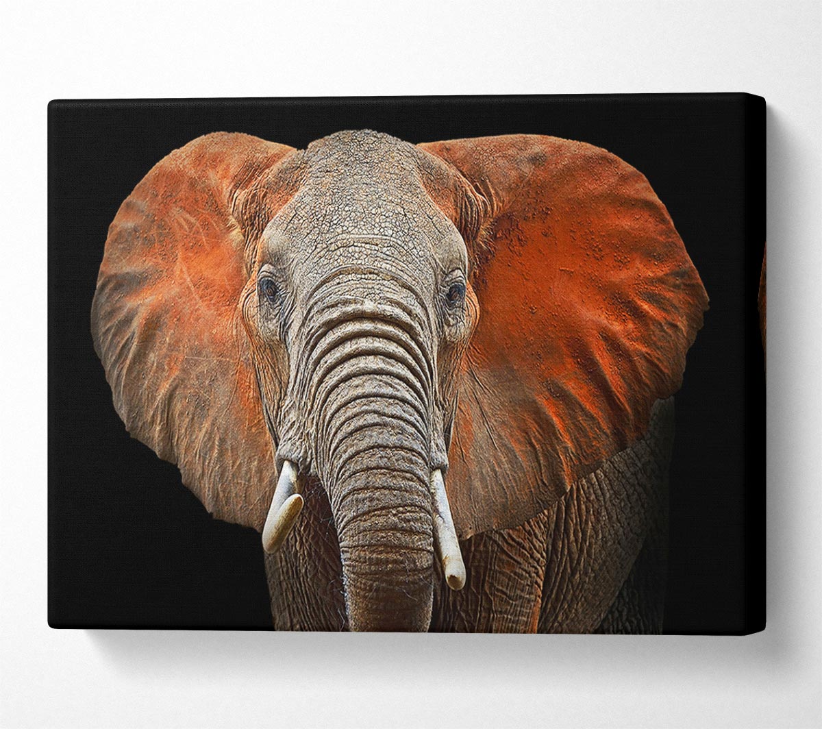 Elephant Ears Canvas Wall Art
