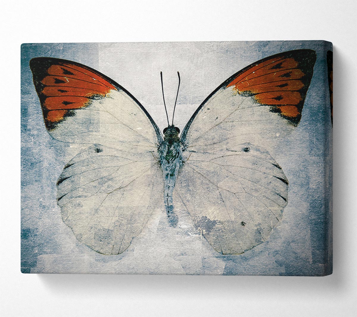 Orange Tipped Butterfly Canvas Wall Art