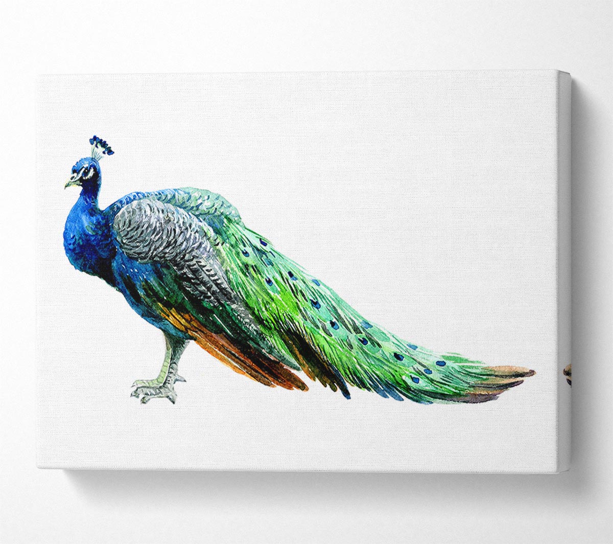 Peacock Stance Canvas Wall Art
