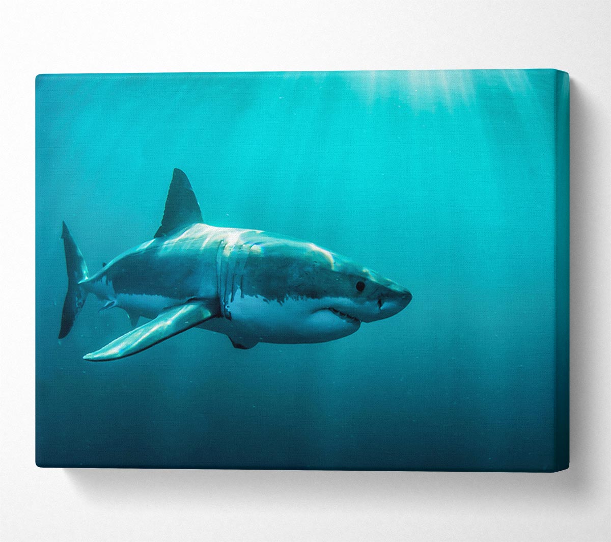 Shark Sunbeam Canvas Wall Art