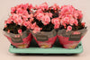 BegoniaDu Licht Roze Joy