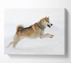 Husky Dog Snow Play Canvas Wall Art