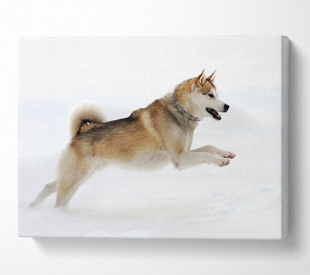 Husky Dog Snow Play Canvas Wall Art