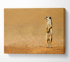Meerkat Lost Canvas Wall Art