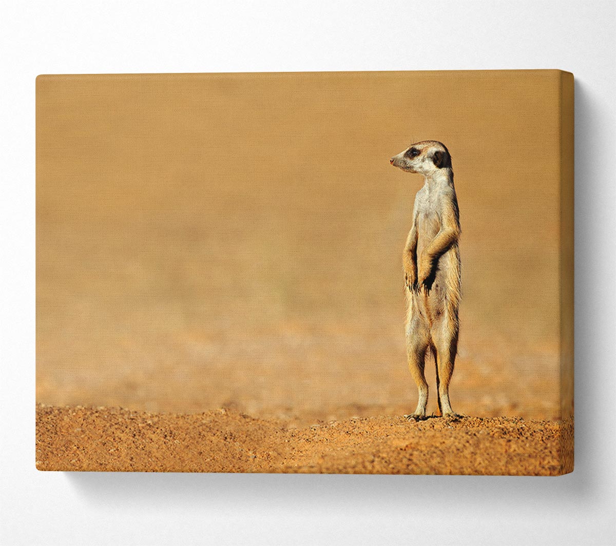 Meerkat Lost Canvas Wall Art