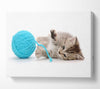 Kitten Cat Fun Canvas Wall Art