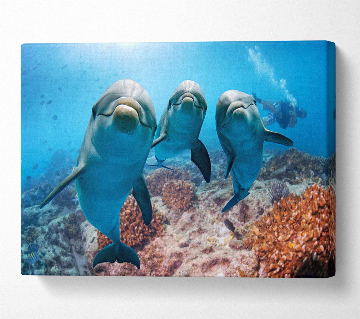 Inquisitive Dolphin Trio Canvas Wall Art