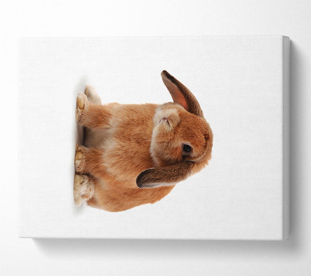 Bunny Sad Ears Canvas Wall Art
