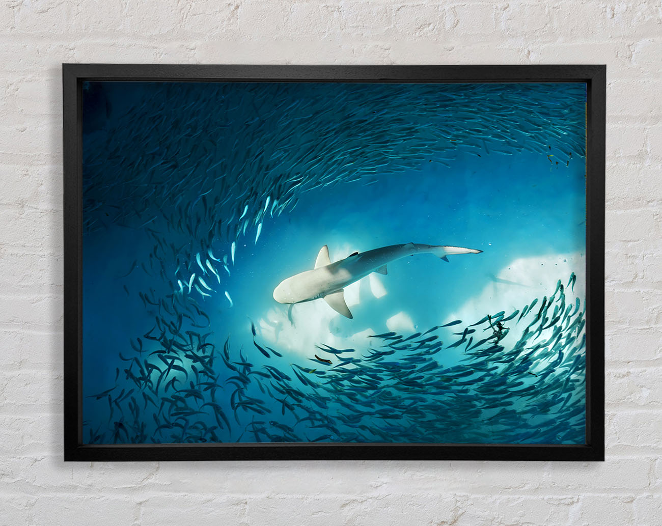 Avoiding the Shark Framed Wall Art