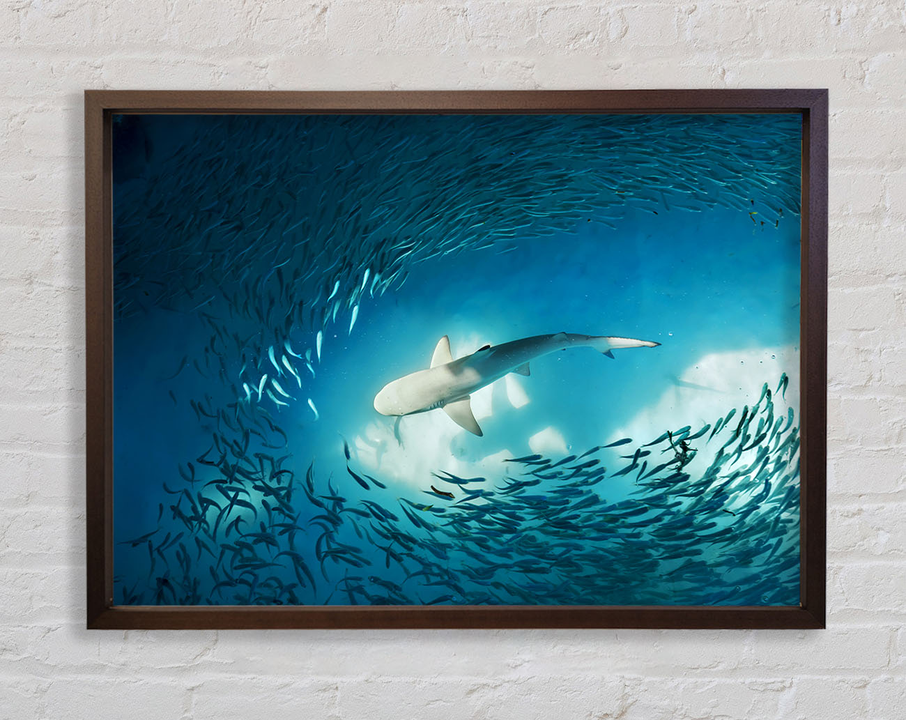 Avoiding the Shark Framed Wall Art