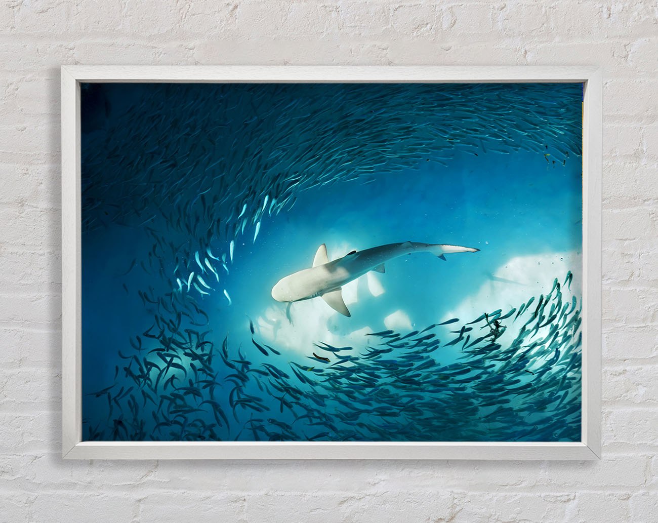 Avoiding the Shark Framed Wall Art