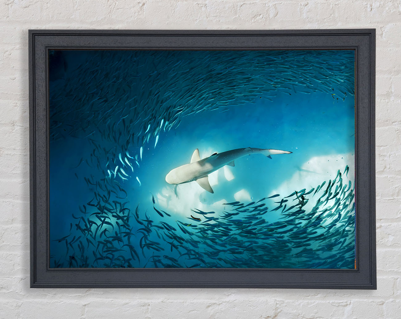 Avoiding the Shark Framed Wall Art