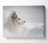 Snow Wonder Fox Canvas Wall Art