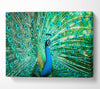Peacock Feather Glory Canvas Wall Art