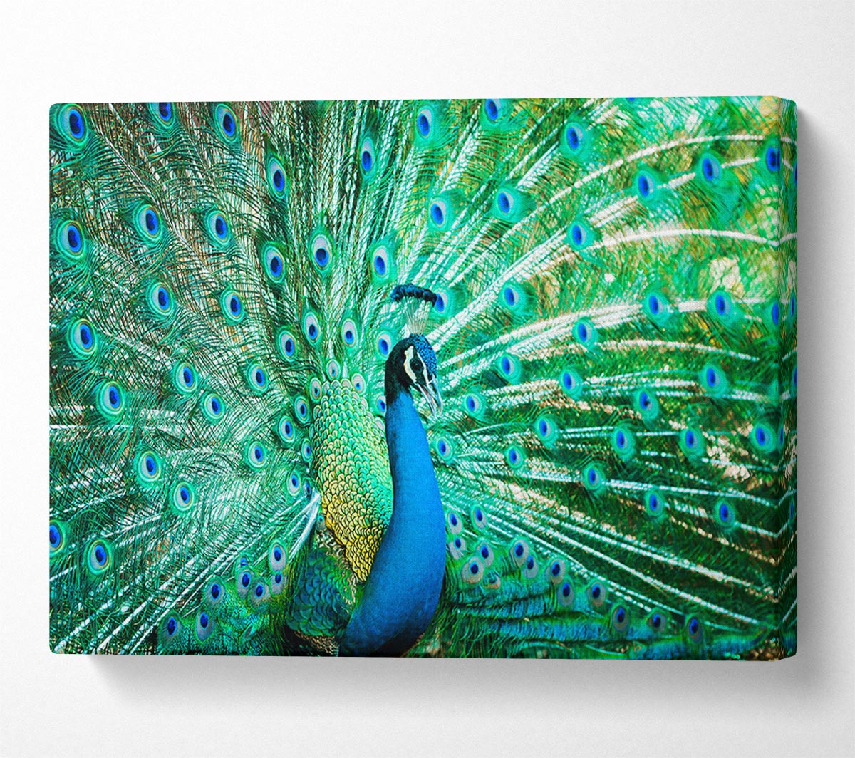 Peacock Feather Glory Canvas Wall Art