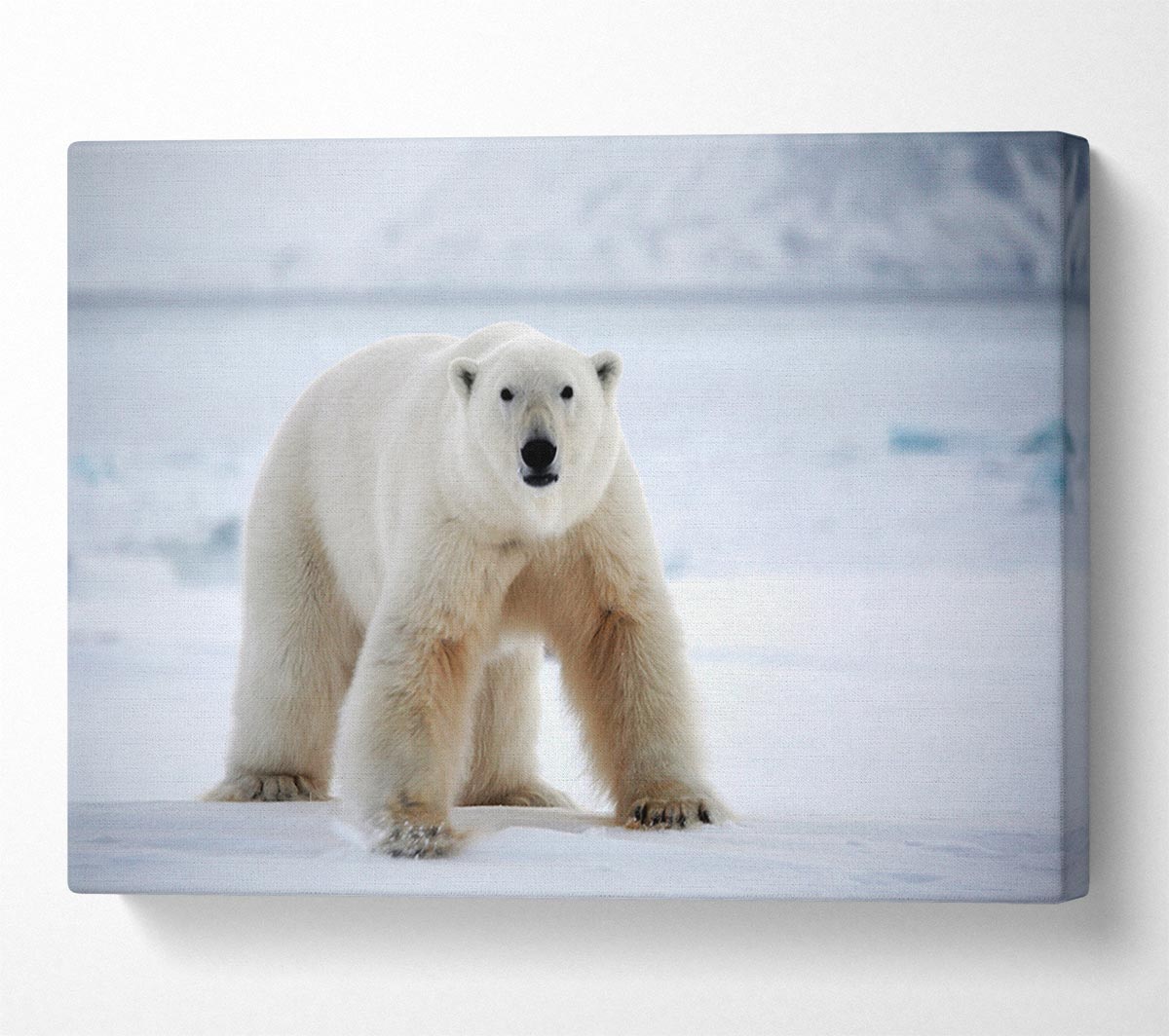 Polar Bear Snow Canvas Wall Art