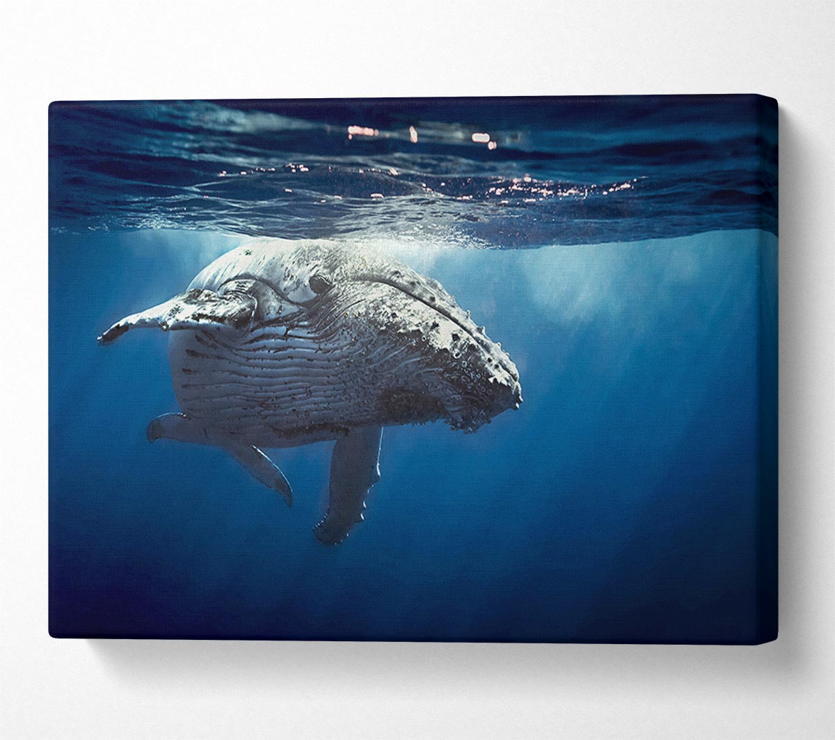 Humpback Whale Waters Canvas Wall Art