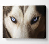 Stunning Husky Dog Eyes Canvas Wall Art