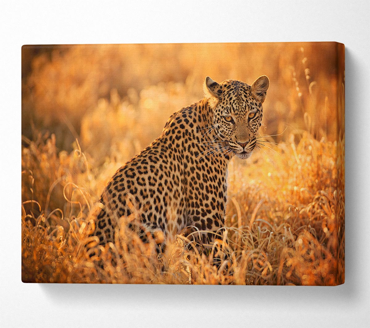 Leopard Sunset Canvas Wall Art