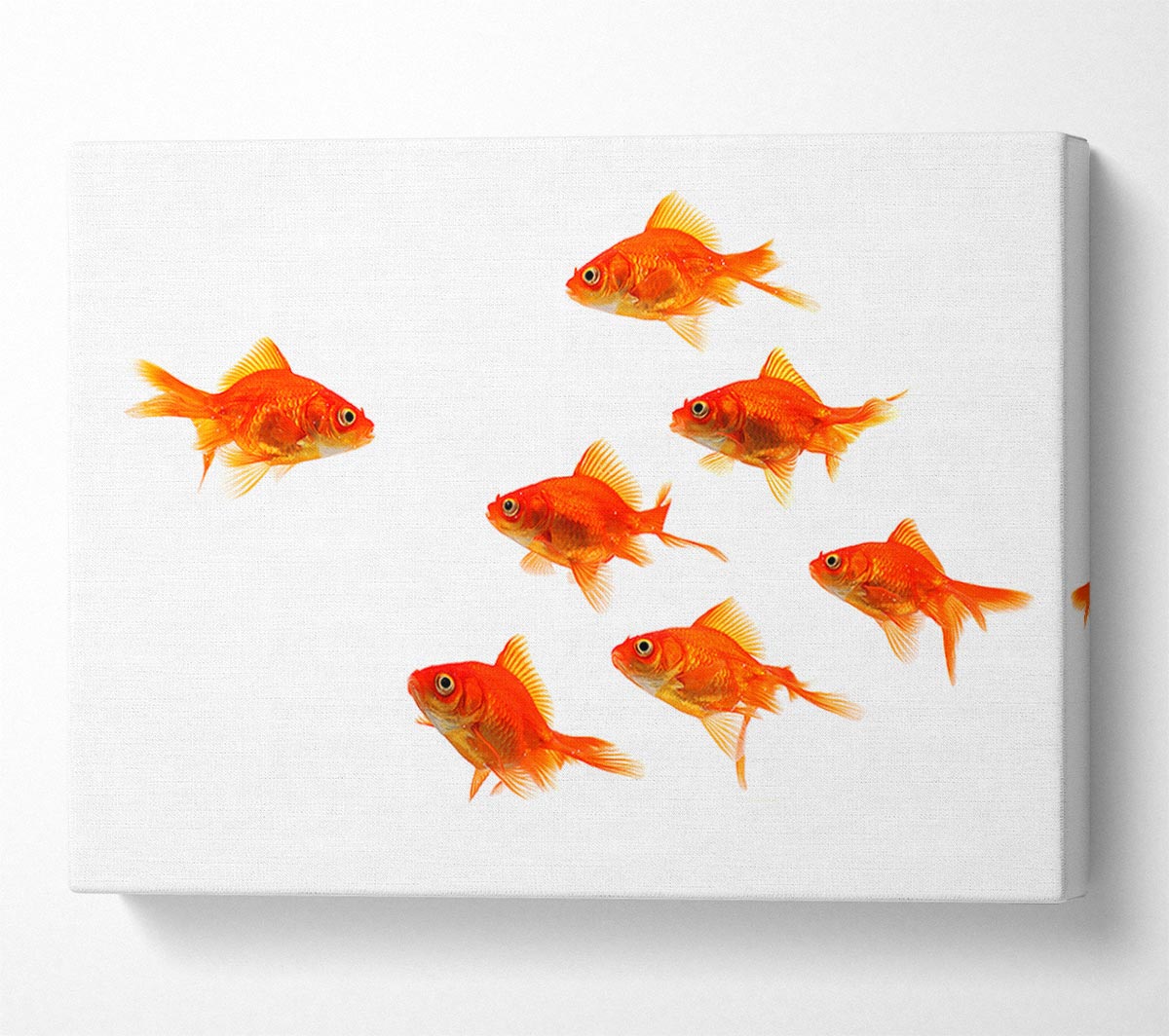 Goldfish Leader Canvas Wall Art
