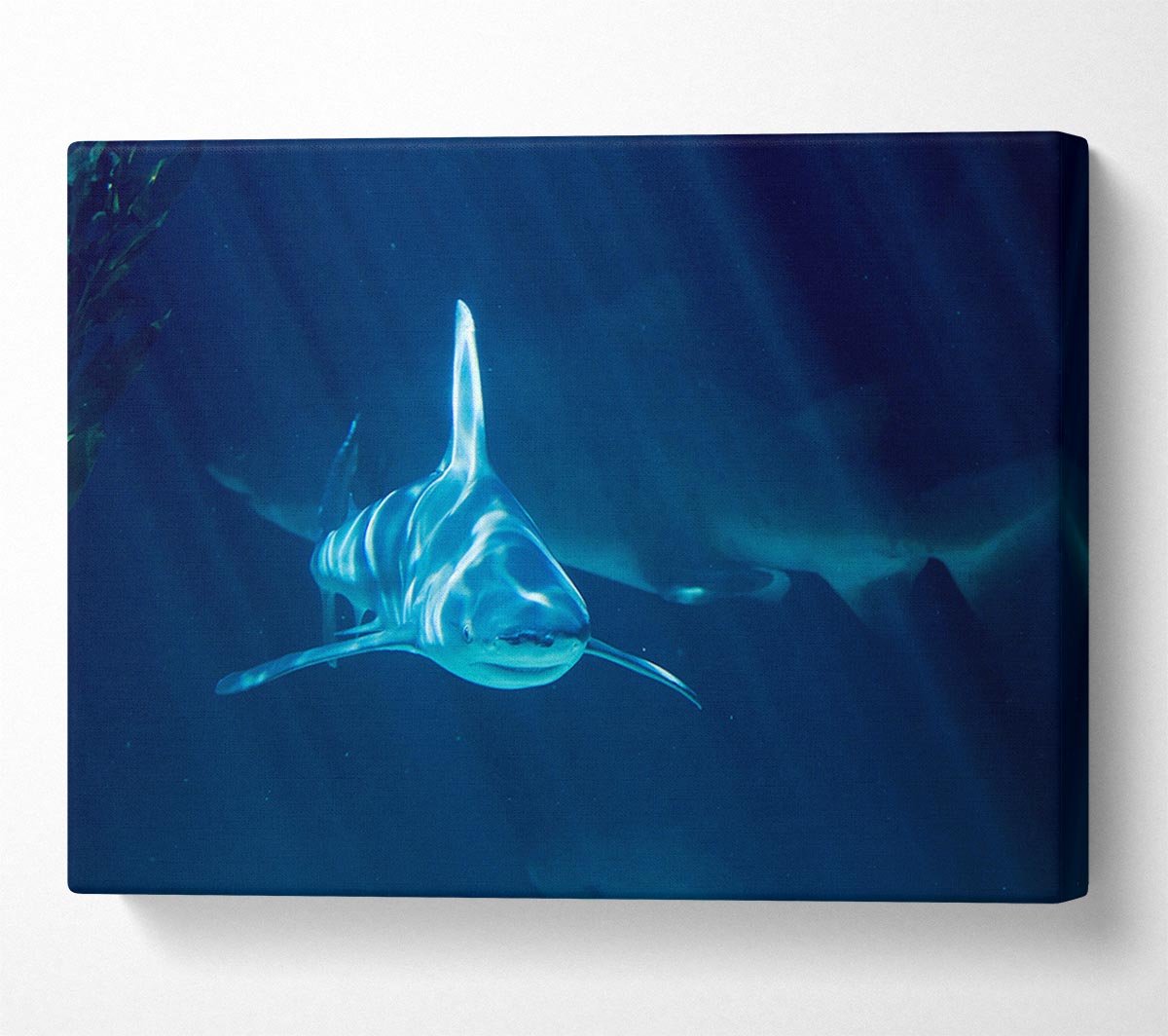 Shark Waters Canvas Wall Art