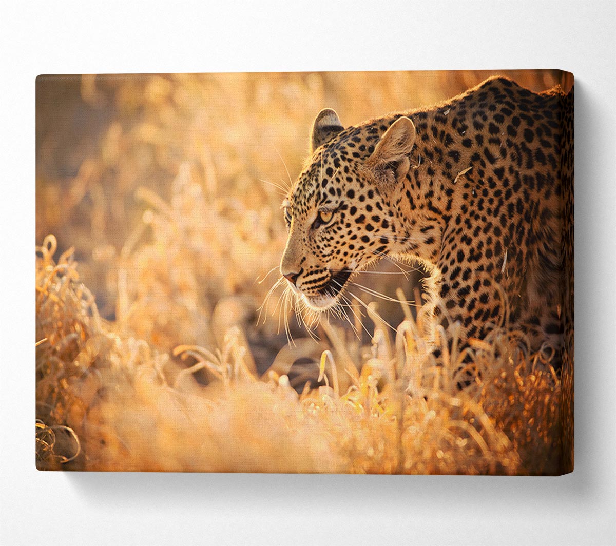 Leopard Wonder Canvas Wall Art