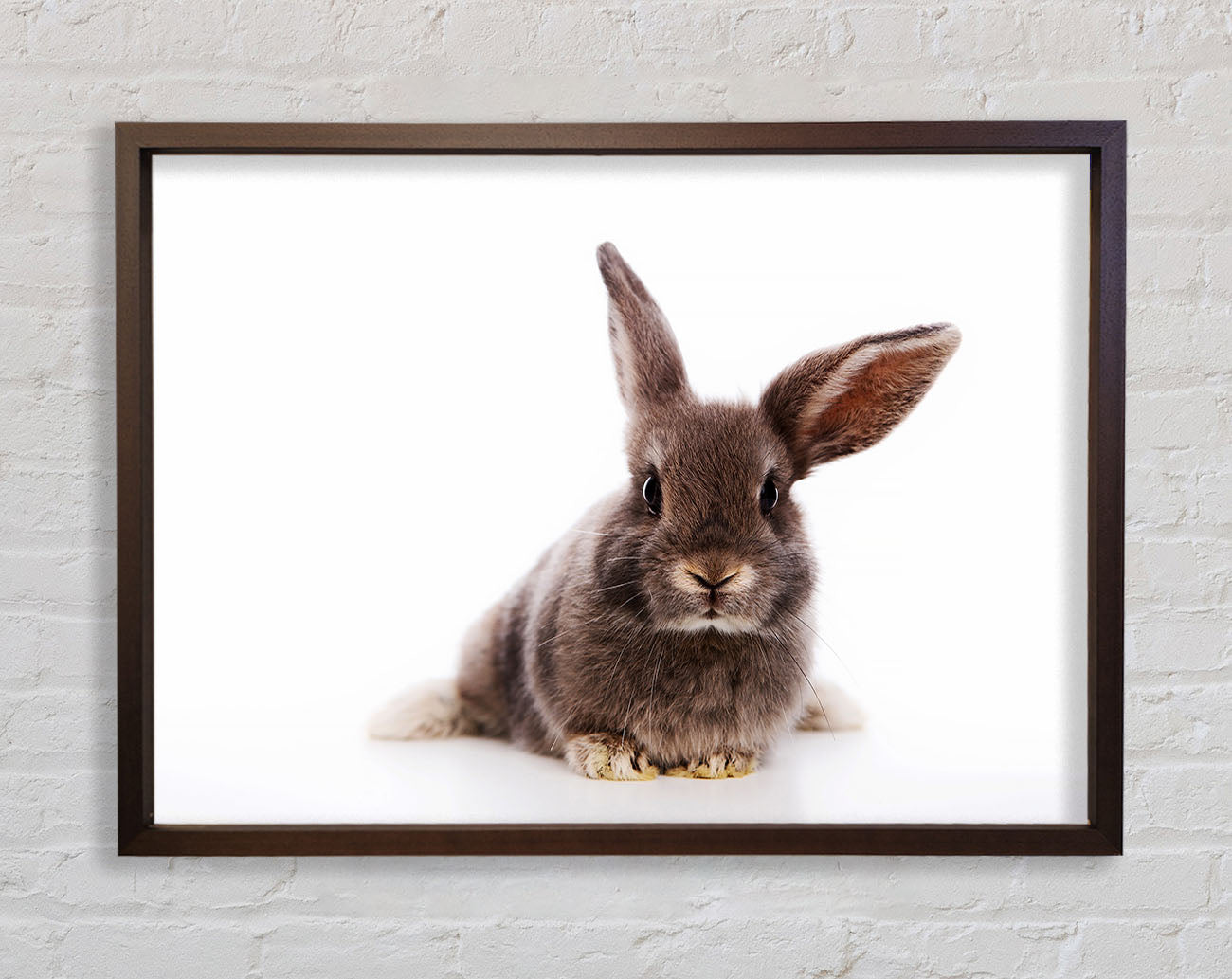 Curiosity Bunny Framed Wall Art