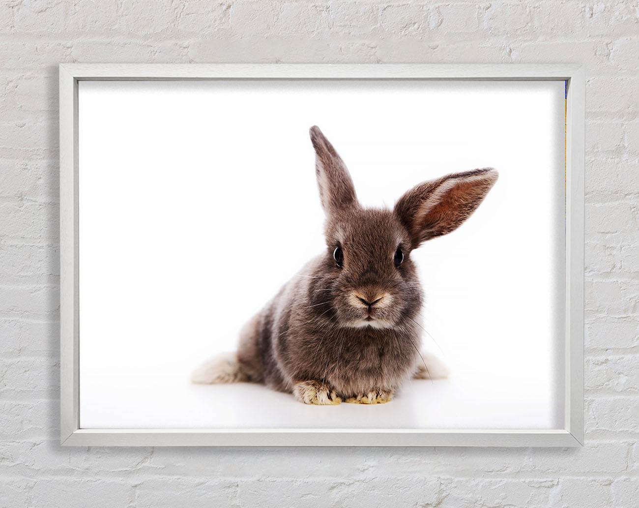 Curiosity Bunny Framed Wall Art