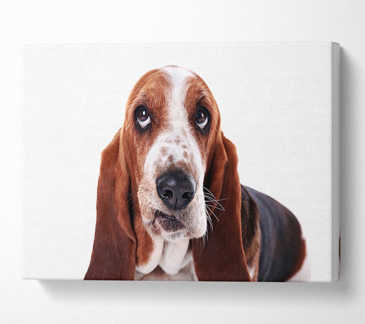 Basset Hound Look Canvas Wall Art