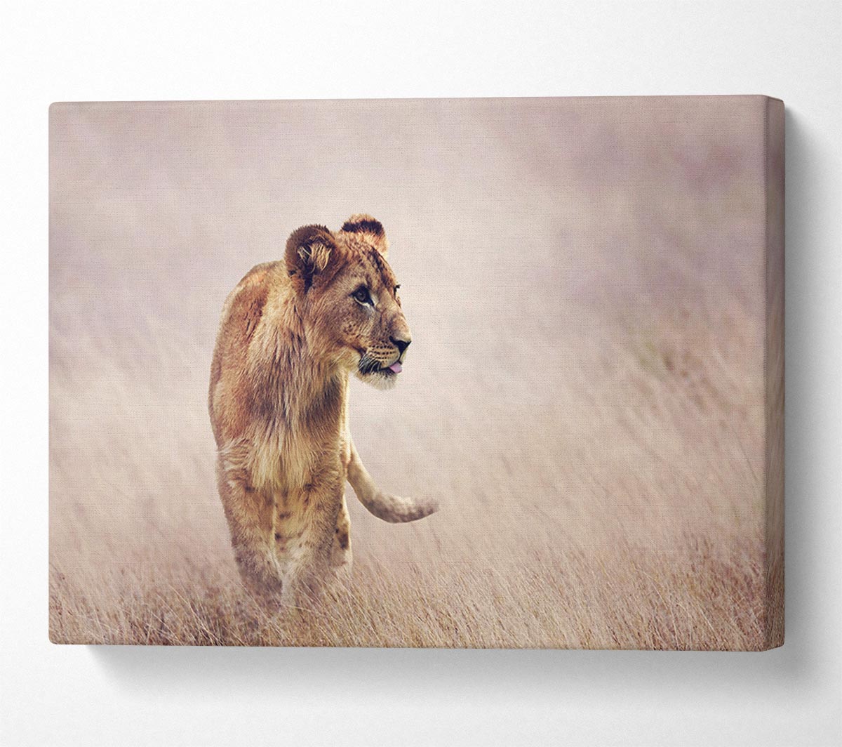 Lioness Teen Canvas Wall Art