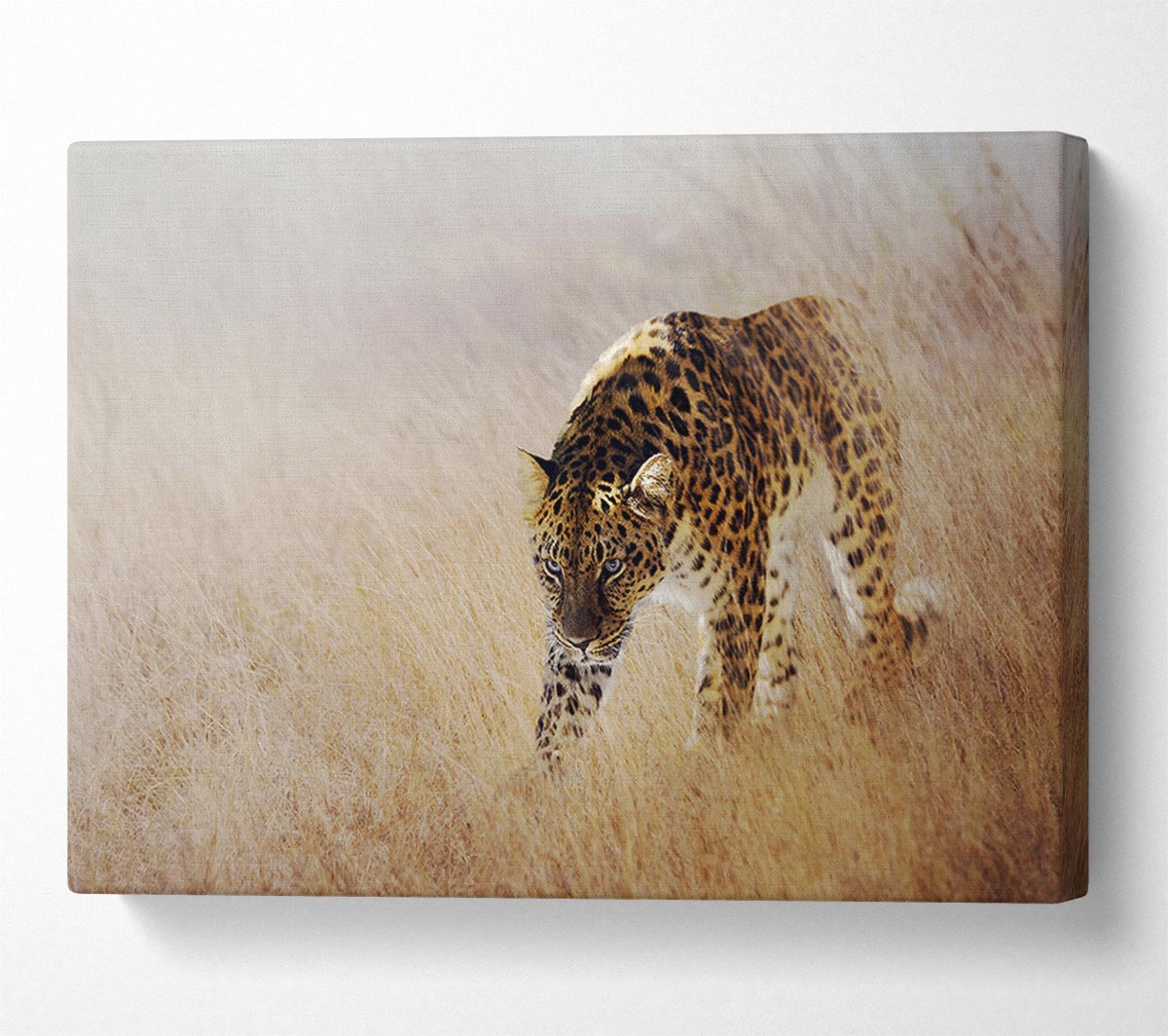 Prowling Leopard Canvas Wall Art