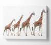 Giraffe Lineup Canvas Wall Art