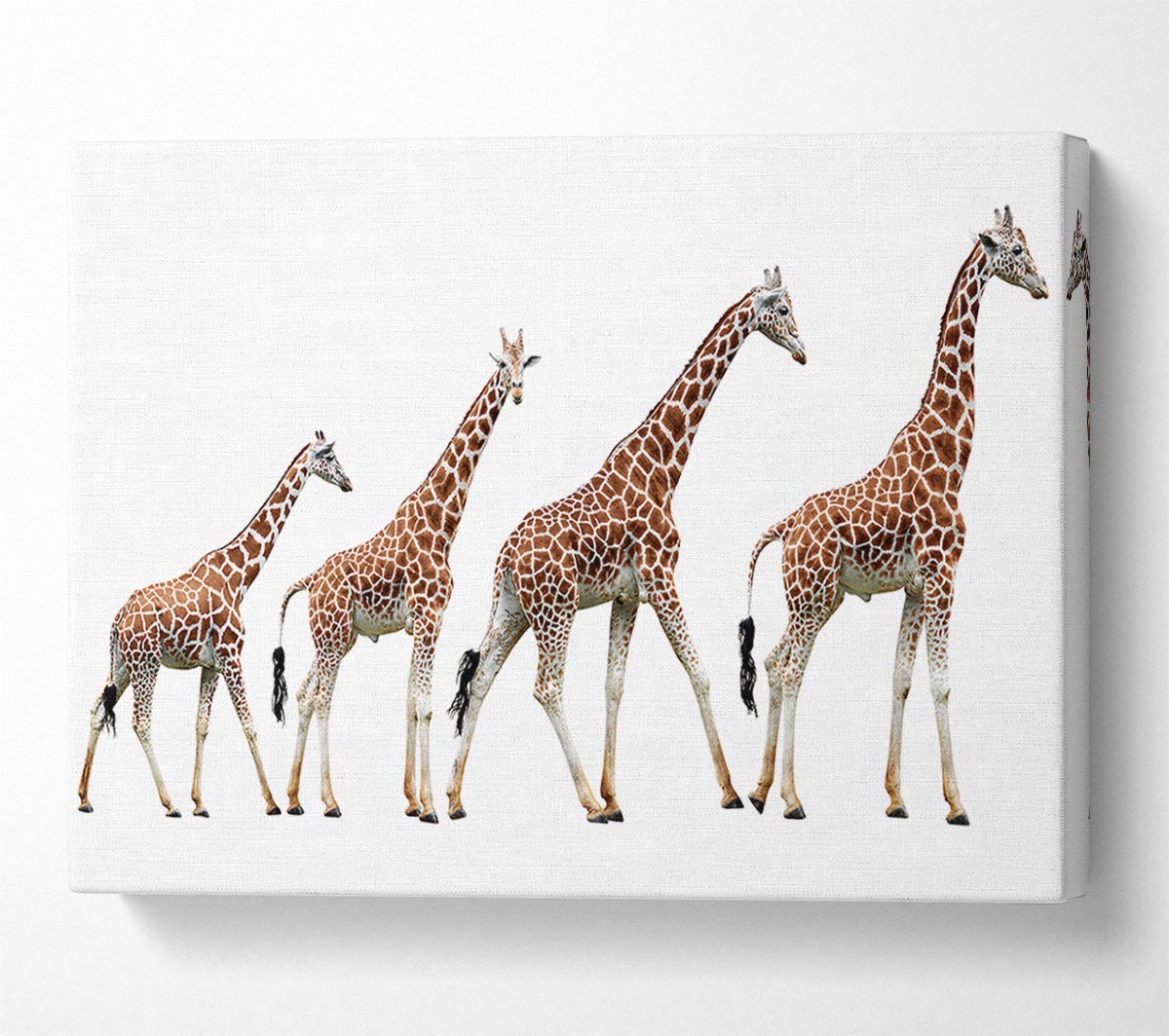 Giraffe Lineup Canvas Wall Art