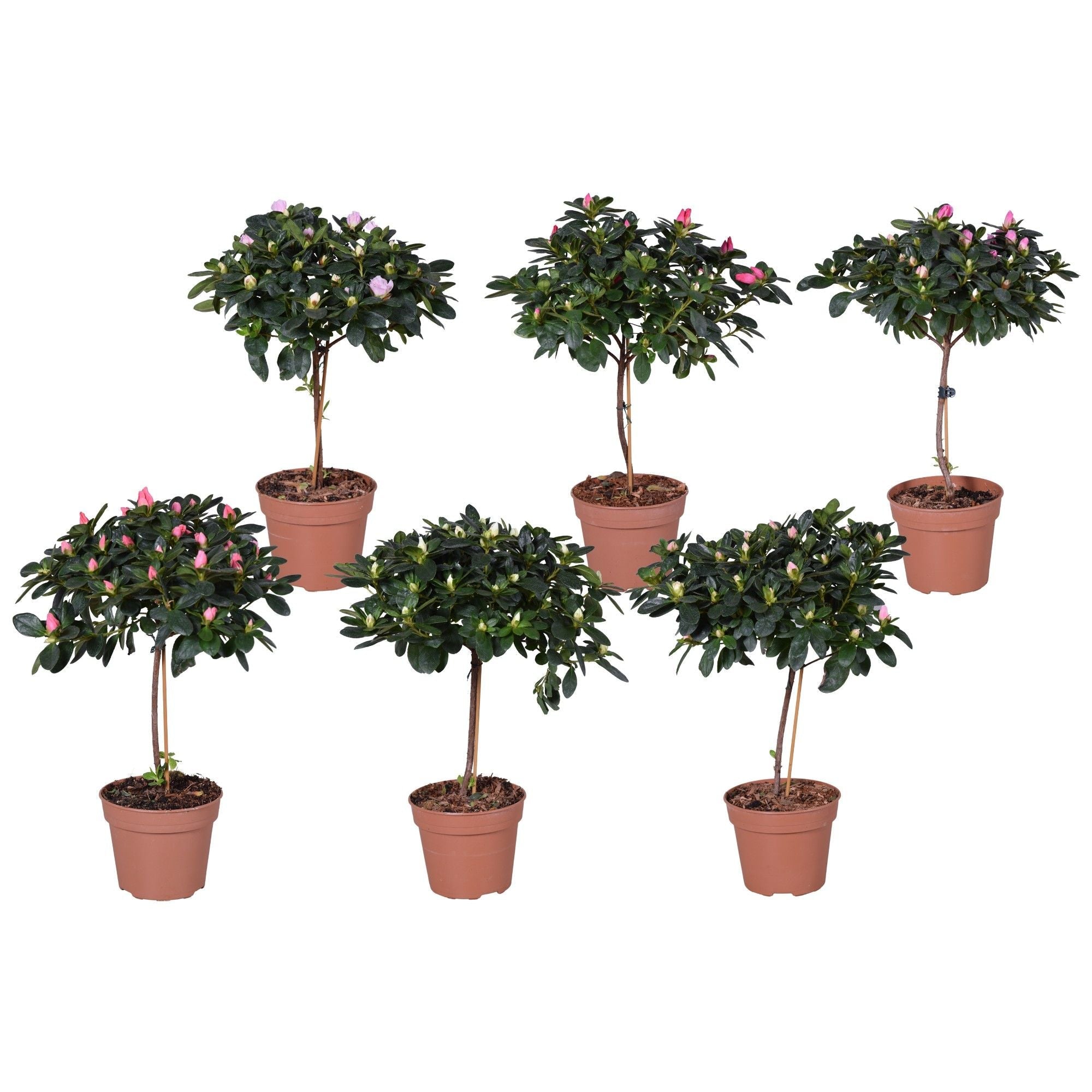 Rhodo Si Gemengd Stam