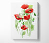 Poppies In Bloom Canvas Wall Art