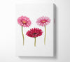 Pink Aster Canvas Wall Art