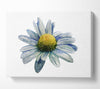 Single Daisy Head Canvas Wall Art