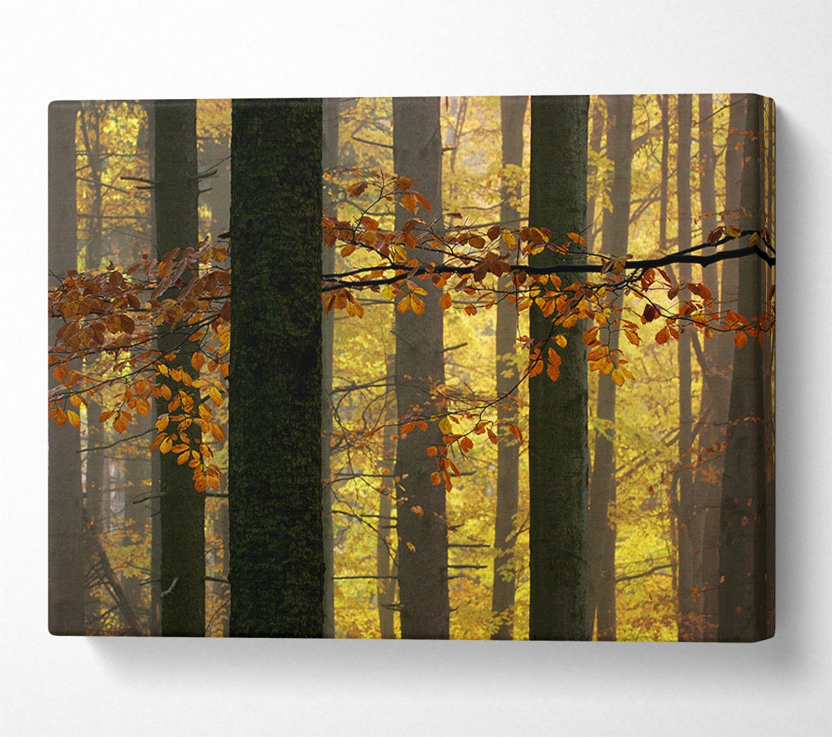 Golden Light Through The Trees Canvas Wall Art